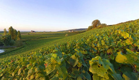 Chambolle-Musigny