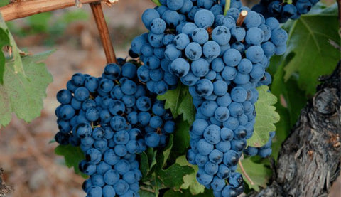 Garnacha