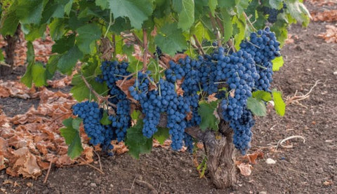 Nero d'Avola